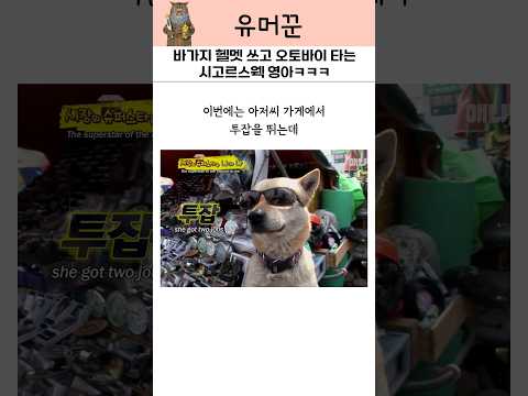 투잡에 육아까지 갓생사는 진돗개 영아 ㅋㅋㅋ