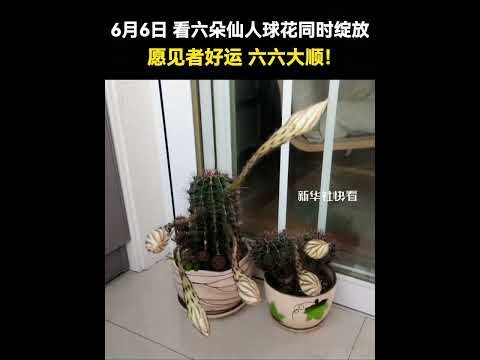 6月6日，看六朵仙人球花同時綻放，愿見者好運、六六大順！#祝福 #好運