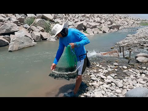 Tira la atarraya y el río le da una sorpresa tras otra… ¡camarones por montón!