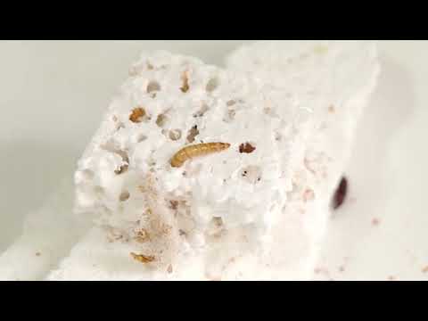 YouTube video thumbnail: Serbian Scientists Experiment to Degrade Polystyrene