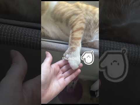 Their claws are like gloves #cats #cat #fallingcat #funny #falling #sadanimalfacts #aww