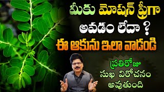 నేల ఉసిరి: కాలేయం, చర్మం, మలబద్ధకం కోసం | Nela Usiri Benefits for Liver, Skin & Digestion
