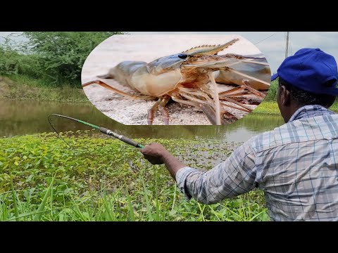 BIG TIGER FRANCE 🦐🎣 Catching video in Local River Fishing Fisher man Catch