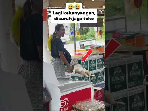Lagi kekenyangan, disuruh jaga toko😂😂#feedshorts #kucinglucu #kucing