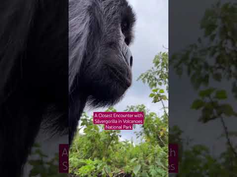 Rwanda Gorilla Trek (3 Days): A Close encounter with silverback Gorilla