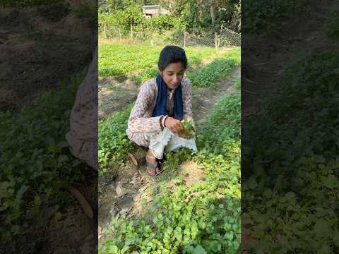 জমিতে আসলাম ধনেপাতা তুলতে🥰🧿 #shorts #minivlog