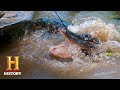 Chase and Team Dynamics in Alligator Season