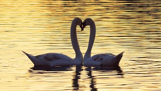 Qué Pasa con los Cisnes | Mini Documental