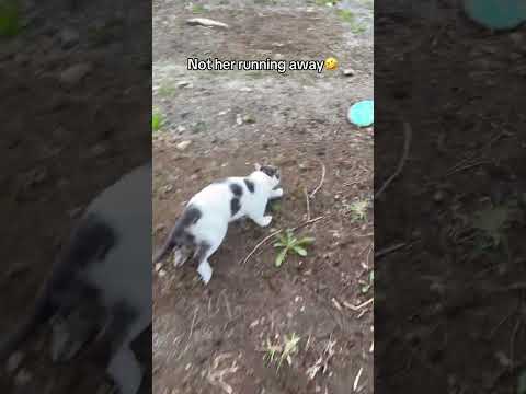 She ran away😭 #cat #catfunny #cats #catvideos #pets