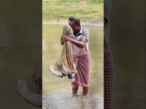 এক জালে এত মাছ😱😱 #village #fishing #fish