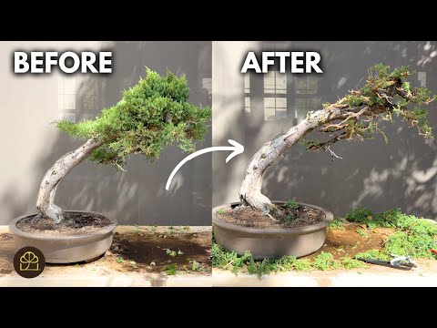 How to Create Drastic Deadwood (Jin) on a Juniper Bonsai
