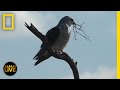 Wildlife Behavior and Conservation Challenges