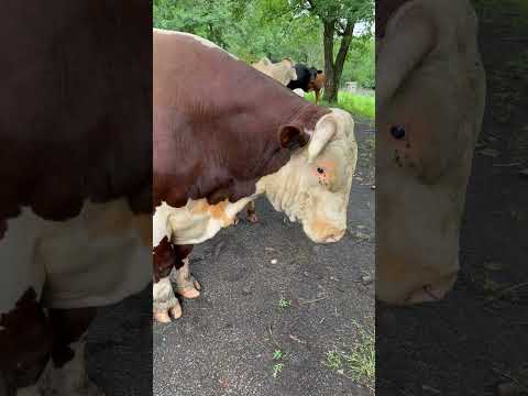 Rufus knew Roxanne was not gonna hesitate  #rufusthebull