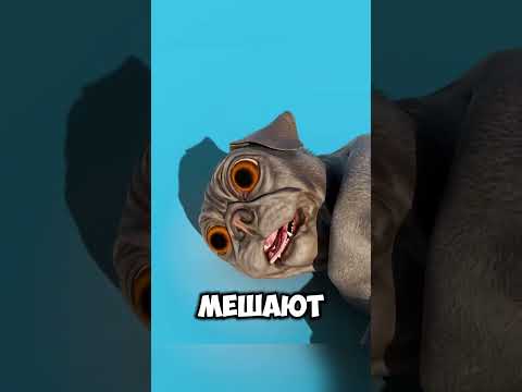 Мопсы могут вымереть в ближайшем будущем @Zackdfilms