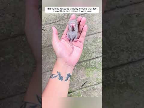 Rescue a baby mouse #animalshorts #shortvideo #animalrescue