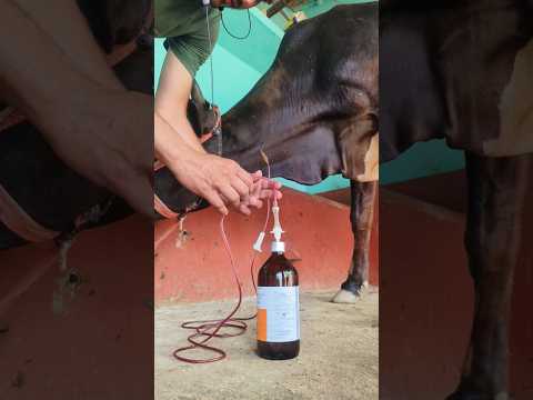 IV cannulation or intravenous infusion of calcium in jugular vein in a cow