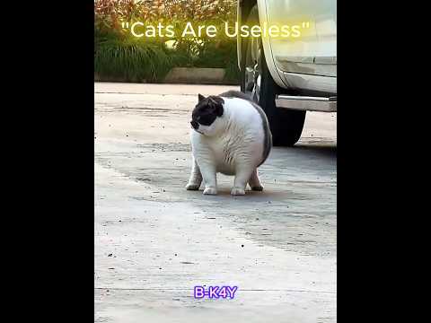 Cats Are Useless...But These Cats? 💼🐾💪 #edit #trolledit #foryou #trending #cat #helpingcats #viral