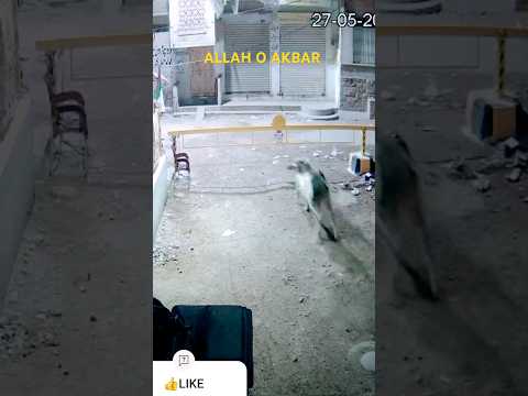 AllaH_O_Akbar#viralvideo #shortvideo #tranding #amzing