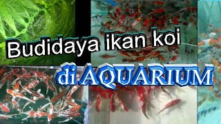 Cara Budidaya Ikan Koi Di Aquarium Videos Kansas City Comic Con