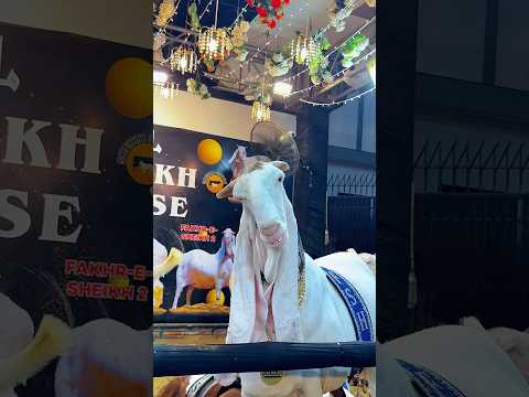 ๐ญ๐๐น๐ฅ #animals #eid #bakra #cow #qurbani #ziba #beautiful #bari #eiduladha #sacrifice