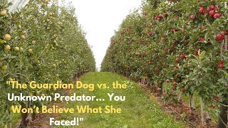 She Thought It Was Just a Fox... But Then the Real Threat Emerged