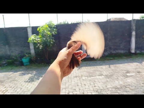 PALING BAGUS KALAU DAPET BURUNG INI DILEPASIN AJA BIAR LESTARI‼️