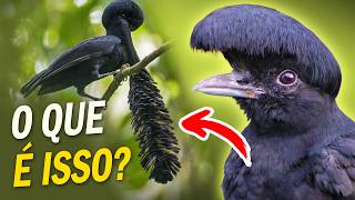 10 AVES COM CHIFRES, ANTENAS e outras ESTRANHEZAS!