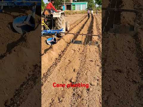 Cane planting #farminglifeinanotherworld #sugarcane #shortvideo