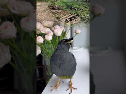 After Eid, the Shalik bird sang ghazals about what the grave dwellers said. #talkingbirds