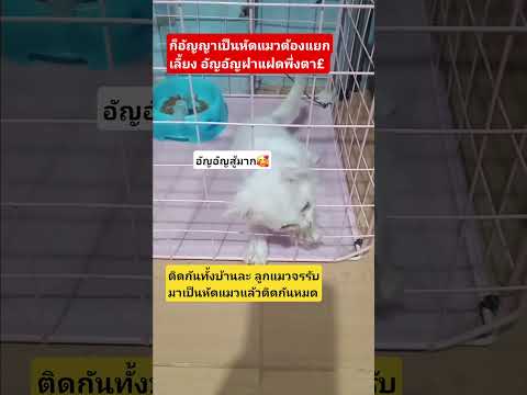 สู้กับหัดแมว #ทาสแมว #มันนี่แมวป่วนเมือง #funny #animals #pet #cat #pets #cutecat #cute #petlover