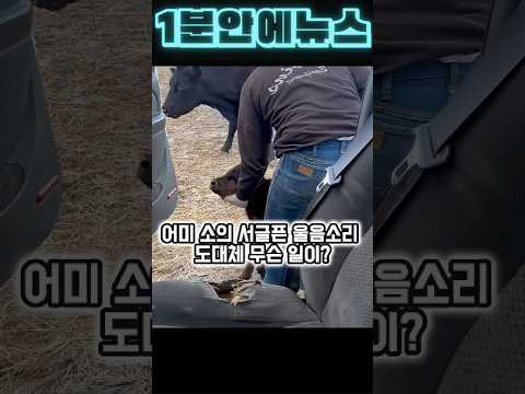엄마 소의 눈물 섞인 울음소리... 도대체 무슨 일이? #힐링 #힐링영상 #동물영상 #동물