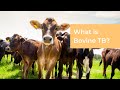 Bovine TB Control Strategies and Trends