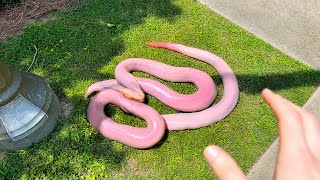 This WORM is Way Too Big..