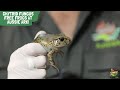 Frog Conservation and Health Practices