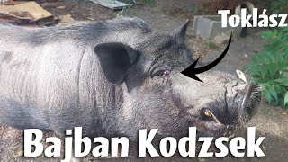 KODZSEK BAJBAN VAN...