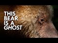 Spirit Bear Knowledge Assessment
