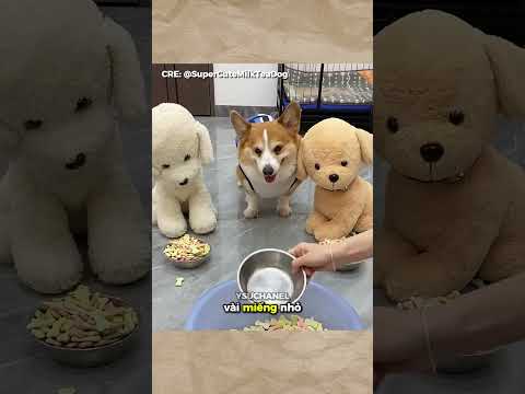 Khi chó cảm thấy bị thiếu tôn trọng