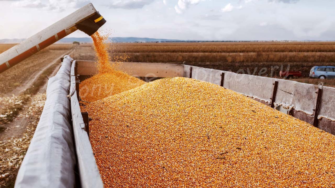 How American Farmers Harvest Millions Of Tons Of Corn – American Agricultural technology
