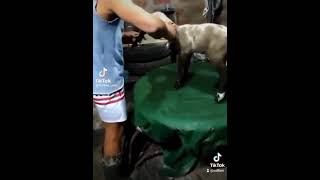 Sheep fighting a Man