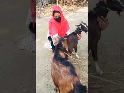 Two Goats Enjoying A Beautiful Time।। #shortvideo #sortvideo #short goat show e2 march10