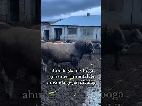 Montofon tosunların yanına yaklaşan Şavrole Tosunun iç sesi