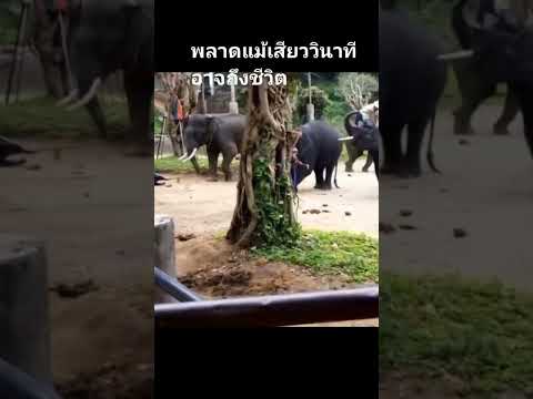 ขออนุญาตเจ้าของคลิปนะครับ #thaielephant #ช้างไทย