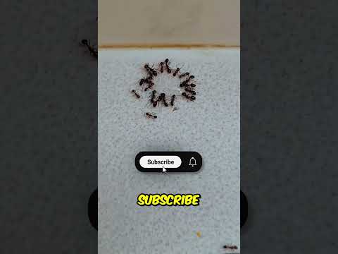 This is why the ants are trapped in a circle 😨