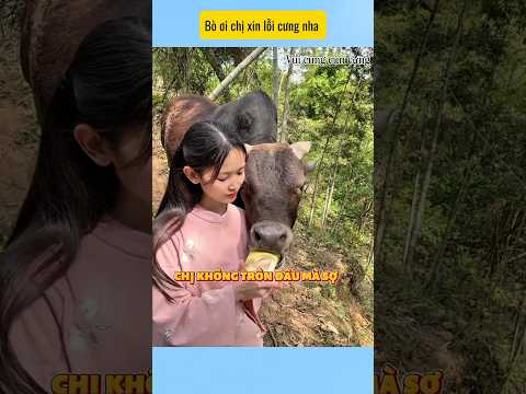 Bò ơi chị xin lỗi nha cưng # vui cùng cún cưng