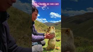 The funny but adorable Marmot 7 #animals #marmot #cute