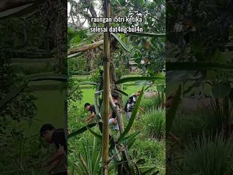 Komedi sunda kocak lucu #shorts #ngakak
