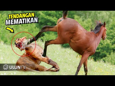 Singa ini Terlalu Nekat Berburu dan menganggu Kuda Liar, Akhirnya Jadi Begini
