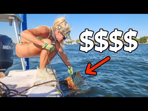 Over $2,000 Caught! USA's Most Expensive Seafood Explained