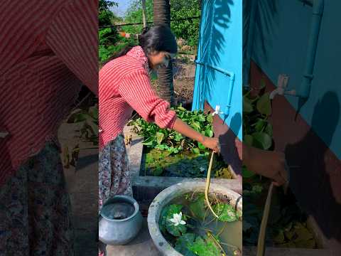 বোনের কথায় আবারো সাপ ছাড়লাম মিনি পন্ডে🐍😳(800) bangla fishing video #villagefishing