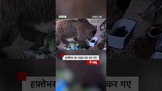 हफ़्तेभर का शहद एक बार में चट कर गए ये दोनों भालू और फिर.... #bear  #honey #wildlife  (BBC Hindi)